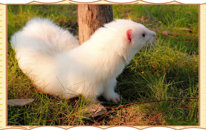 新品种貂有何独特之处？-第3张图片-宁夏农业信息网