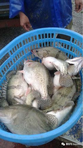 华康一号鳜鱼新品种证书有何优势？-第3张图片-宁夏农业信息网