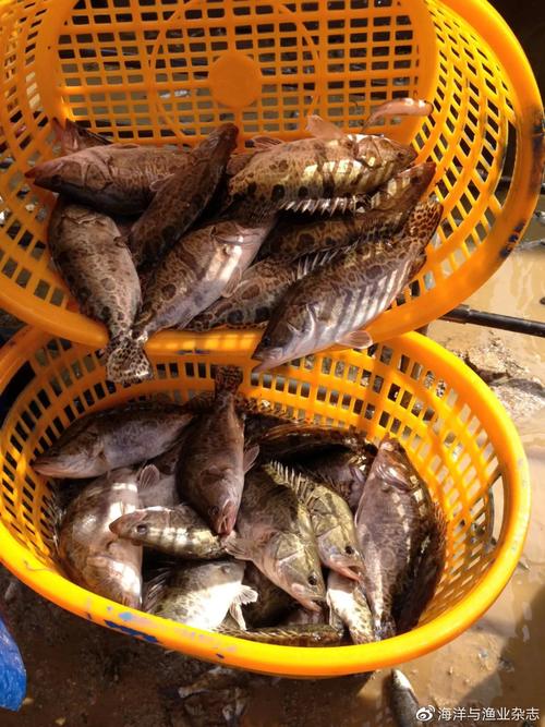 华康一号鳜鱼新品种证书有何优势？-第2张图片-宁夏农业信息网