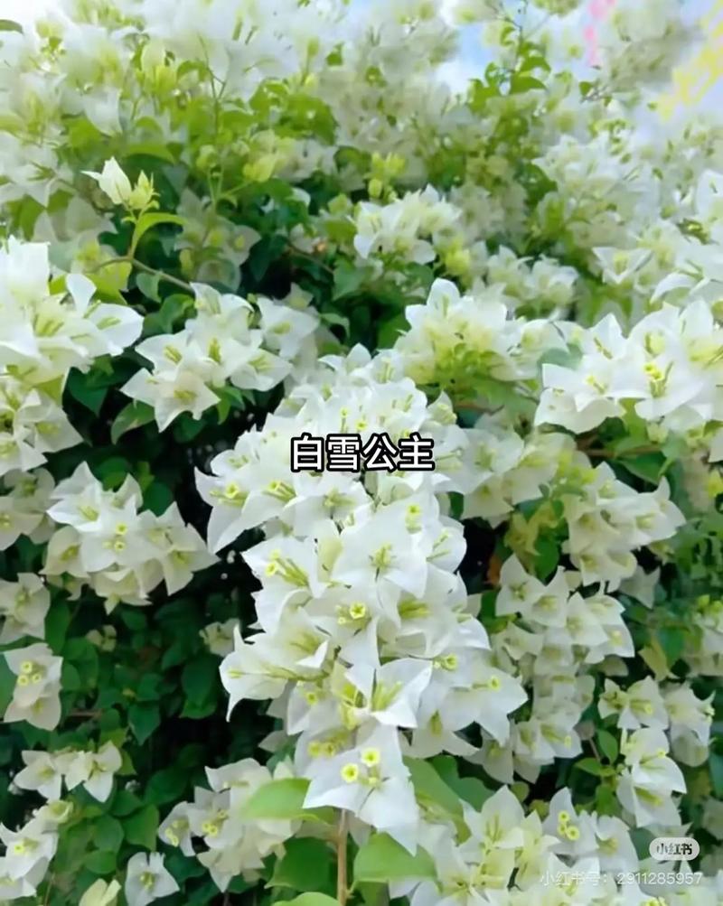 白色三角梅品种名称是什么？-第1张图片-宁夏农业信息网