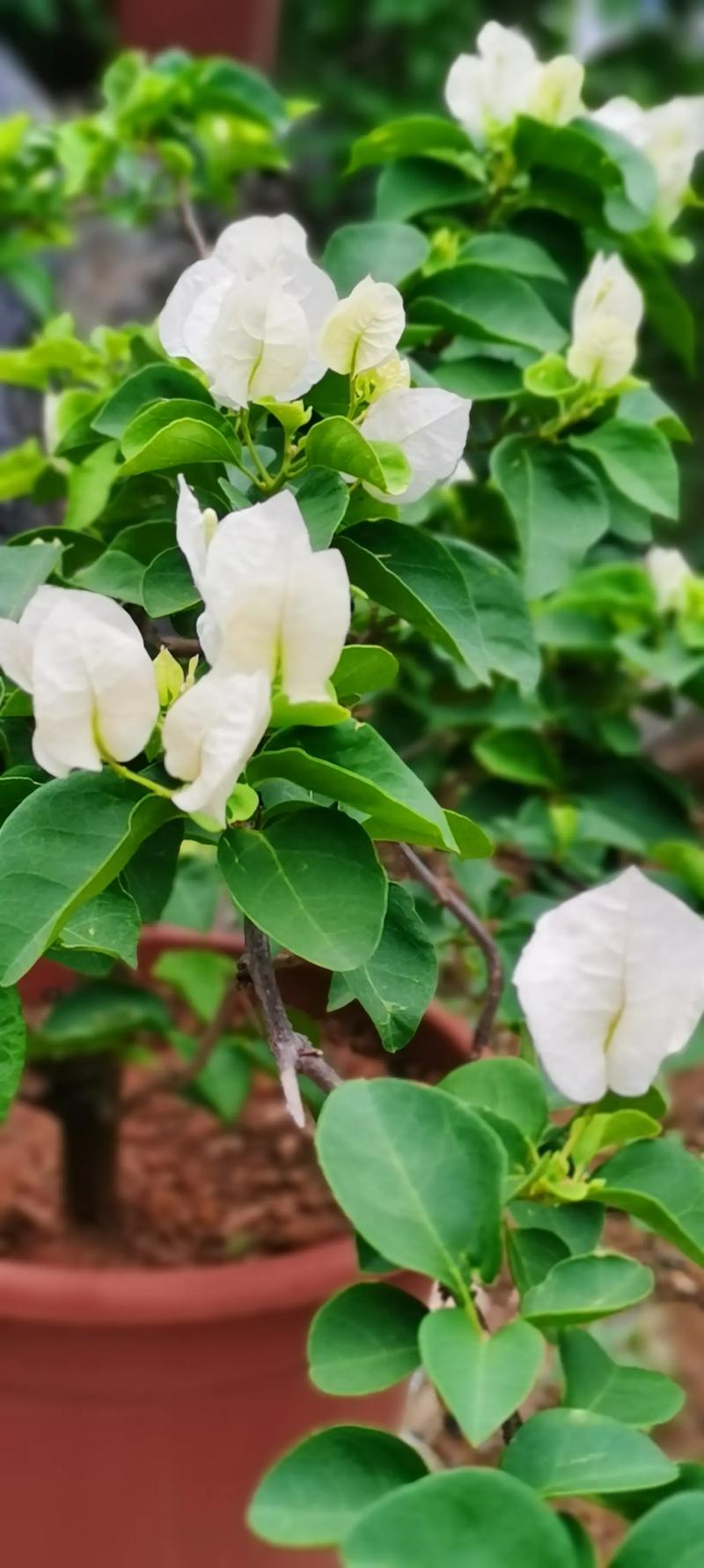 白色三角梅品种名称是什么？-第2张图片-宁夏农业信息网