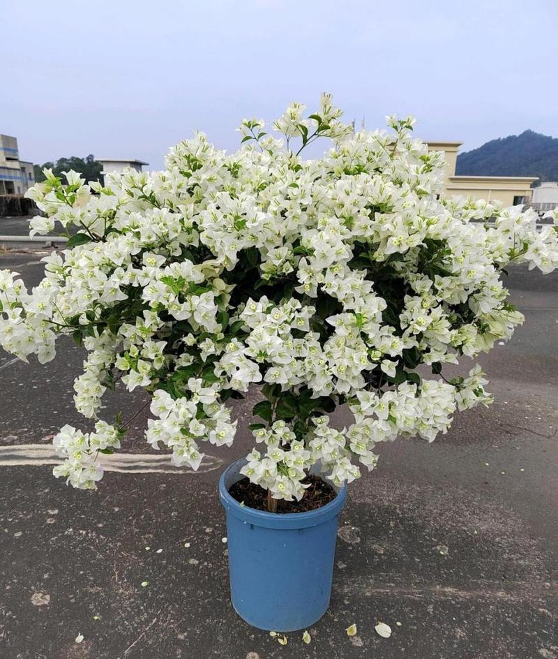 白色三角梅品种名称是什么？-第3张图片-宁夏农业信息网