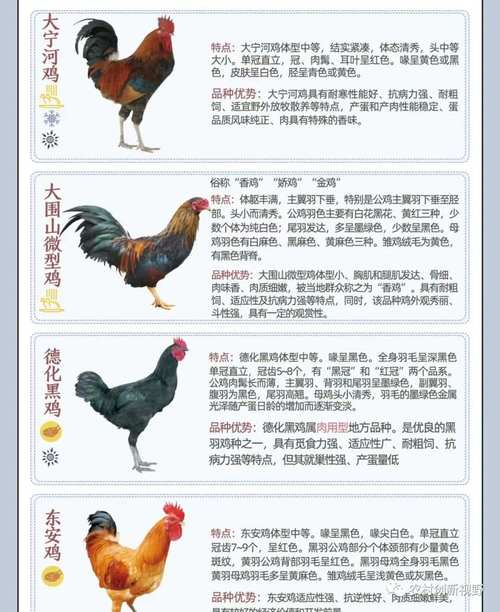 投资家禽选哪个品种最赚钱？-第2张图片-宁夏农业信息网