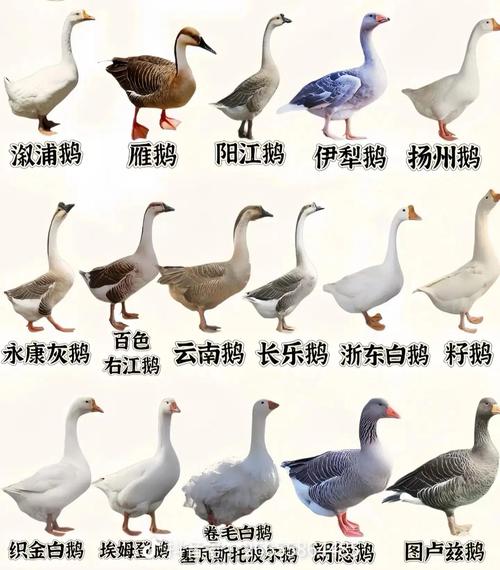 投资家禽选哪个品种最赚钱？-第1张图片-宁夏农业信息网