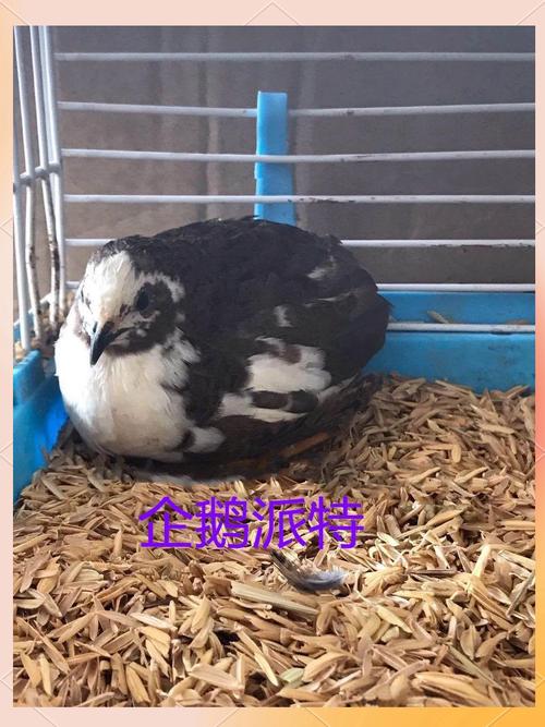 投资家禽选哪个品种最赚钱？-第3张图片-宁夏农业信息网