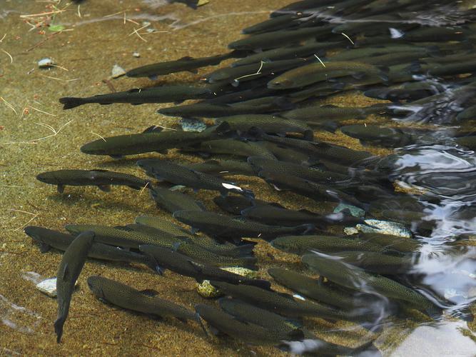 2025年常德畜牧水产将有哪些新突破？-第1张图片-宁夏农业信息网