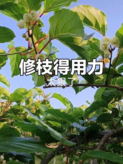 软枣树哪些品种适合修剪？-第2张图片-宁夏农业信息网