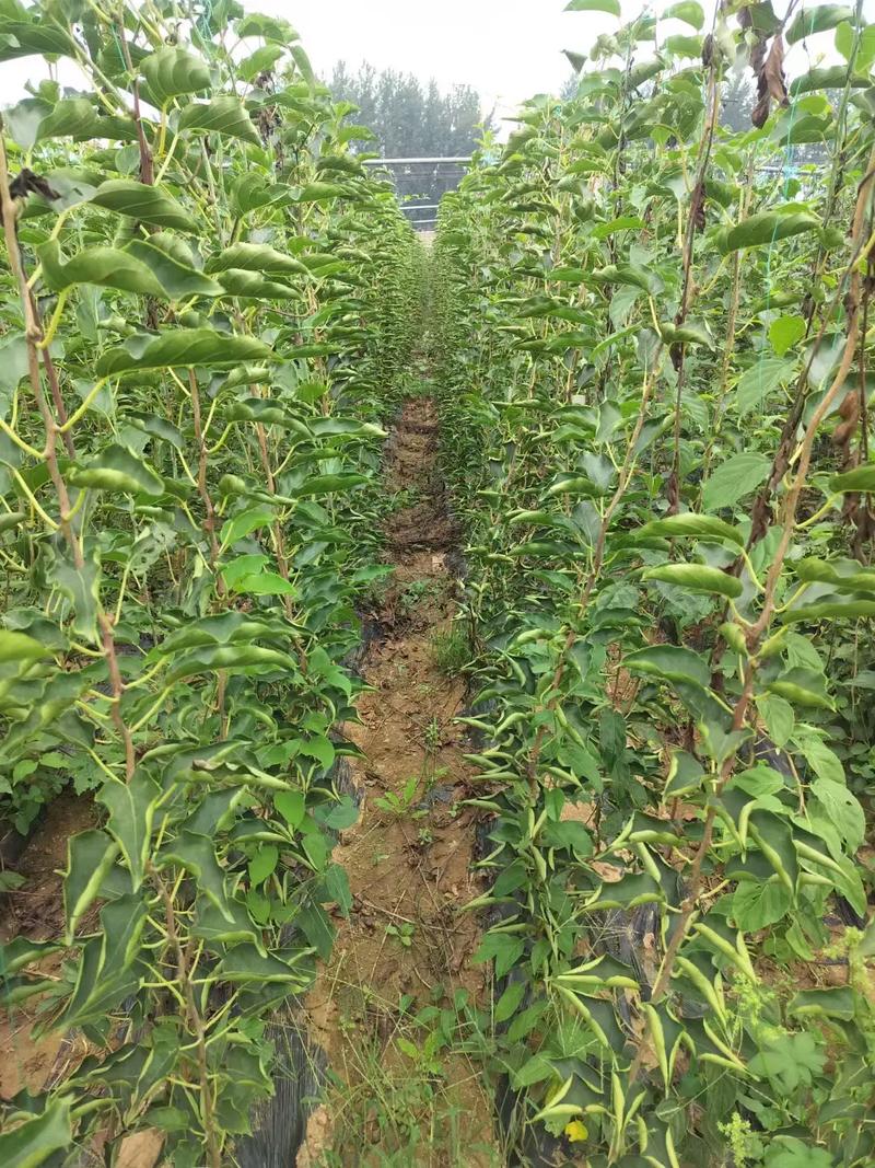 软枣树哪些品种适合修剪？-第1张图片-宁夏农业信息网