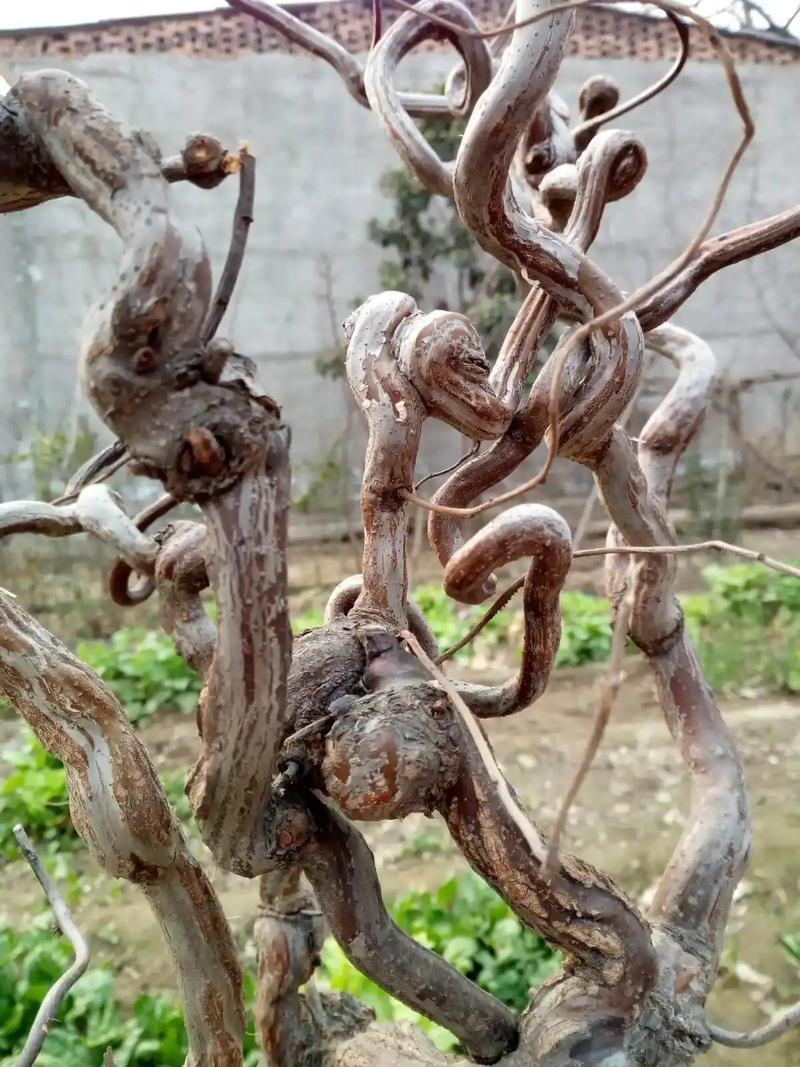 软枣树哪些品种适合修剪？-第3张图片-宁夏农业信息网