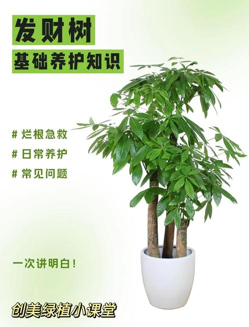 发财树怎么养才茂盛？保养有啥诀窍？-第3张图片-宁夏农业信息网