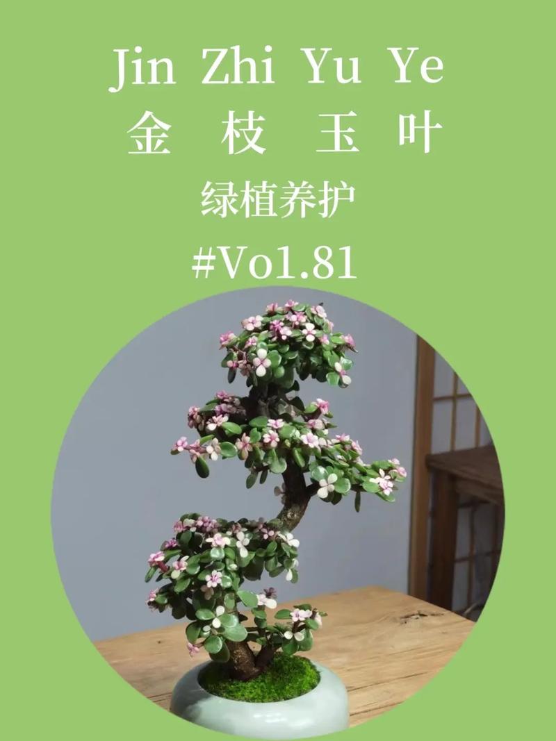 花卉金枝玉叶的养护方法-第3张图片-宁夏农业信息网