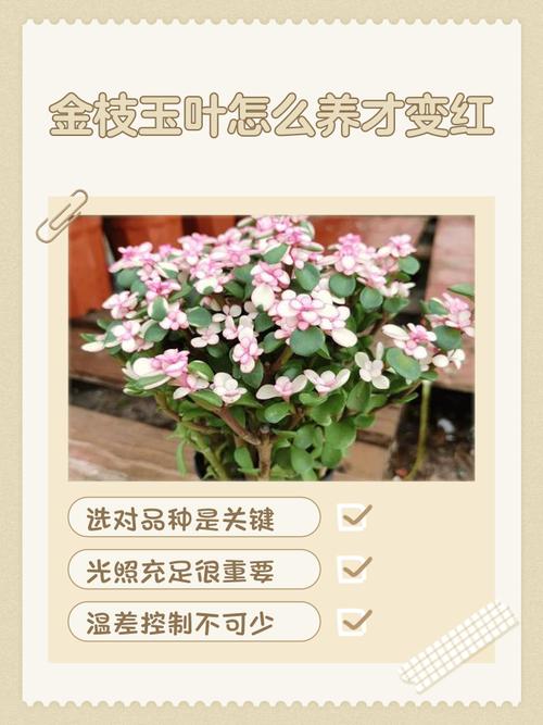 花卉金枝玉叶的养护方法-第2张图片-宁夏农业信息网