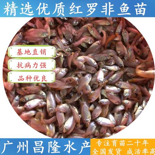 水产罗非鱼加工企业招什么岗位？-第3张图片-宁夏农业信息网