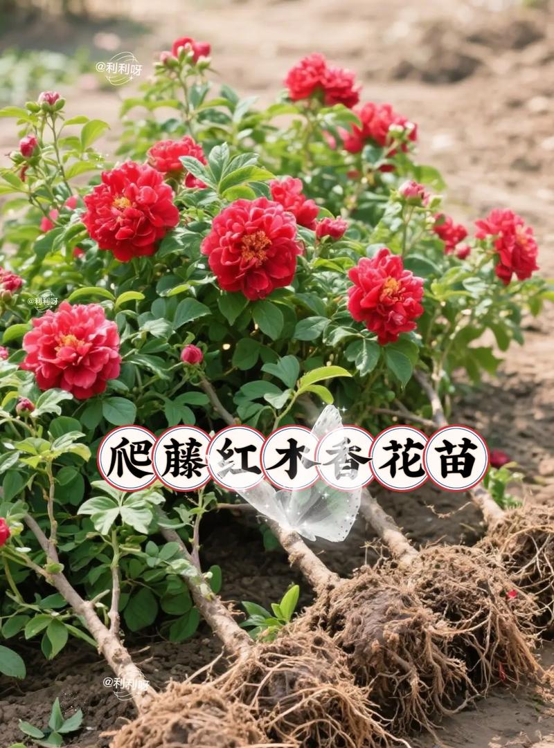 红木香何时种?方法有哪些关键?-第3张图片-宁夏农业信息网 红木香何时种?方法有哪些关键?-第3张图片-宁夏农业信息网