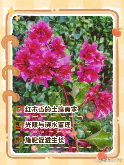 红木香何时种？方法有哪些关键？-第1张图片-宁夏农业信息网