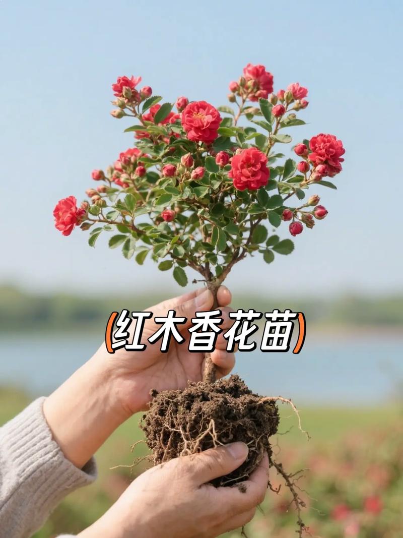 红木香何时种?方法有哪些关键?-第2张图片-宁夏农业信息网 红木香何时种?方法有哪些关键?-第2张图片-宁夏农业信息网