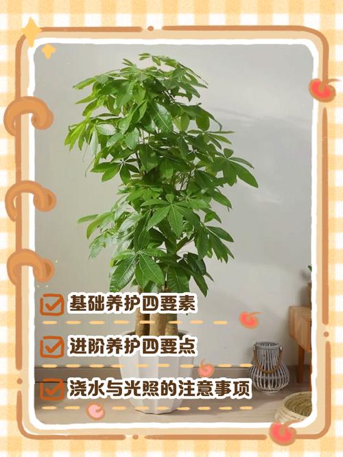 盆栽发财树如何养殖方法-第3张图片-宁夏农业信息网