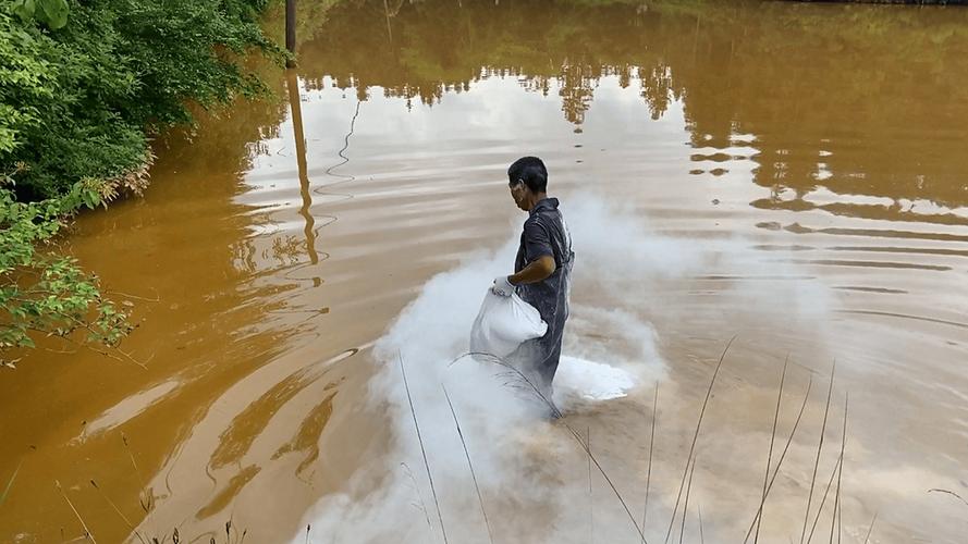 用生石灰为锦鲤杀虫方法-第1张图片-宁夏农业信息网