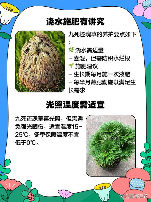 九死还魂草卷柏种养难?秘诀在哪?-第2张图片-宁夏农业信息网 九死还魂草卷柏种养难?秘诀在哪?-第2张图片-宁夏农业信息网