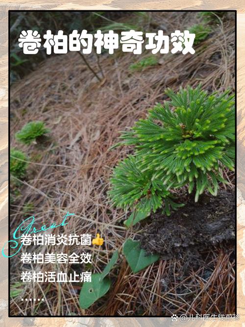 九死还魂草卷柏种养难?秘诀在哪?-第1张图片-宁夏农业信息网 九死还魂草卷柏种养难?秘诀在哪?-第1张图片-宁夏农业信息网