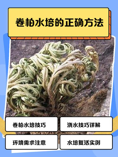 九死还魂草卷柏种养难?秘诀在哪?-第3张图片-宁夏农业信息网 九死还魂草卷柏种养难?秘诀在哪?-第3张图片-宁夏农业信息网