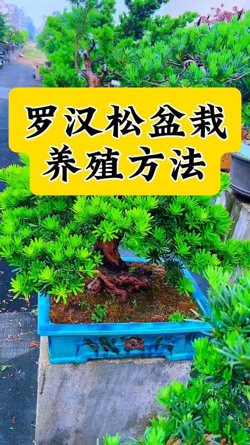 迷你罗汉松怎么养才好？-第2张图片-宁夏农业信息网