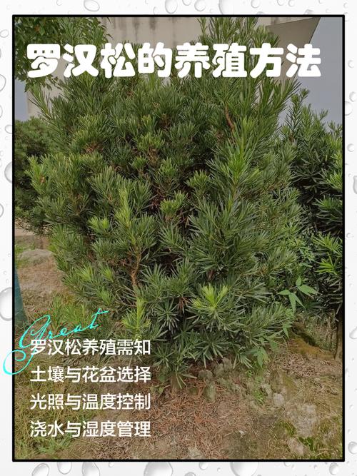 迷你罗汉松怎么养才好？-第3张图片-宁夏农业信息网