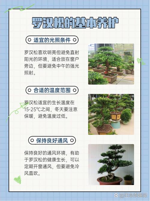 迷你罗汉松怎么养才好？-第1张图片-宁夏农业信息网