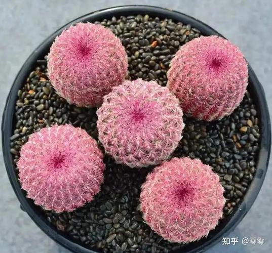 仙人球开花难?品种特性还是养护问题?-第1张图片-宁夏农业信息网 仙人球开花难?品种特性还是养护问题?-第1张图片-宁夏农业信息网