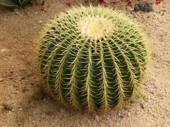 仙人球开花难？品种特性还是养护问题？-第3张图片-宁夏农业信息网