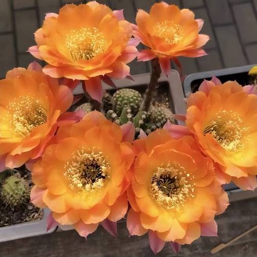 仙人球开花难?品种特性还是养护问题?-第2张图片-宁夏农业信息网 仙人球开花难?品种特性还是养护问题?-第2张图片-宁夏农业信息网