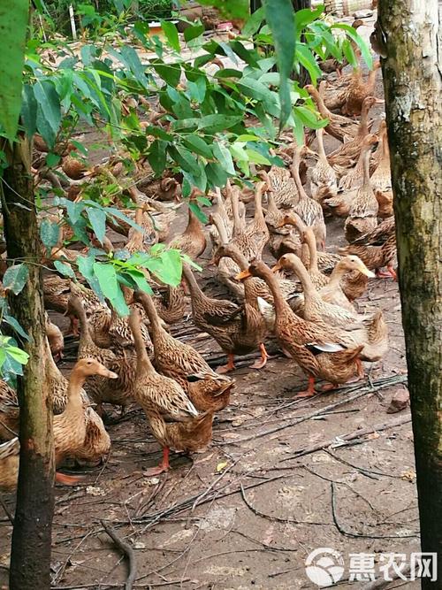 买小蛋鸭选品种，看这几点？-第1张图片-宁夏农业信息网