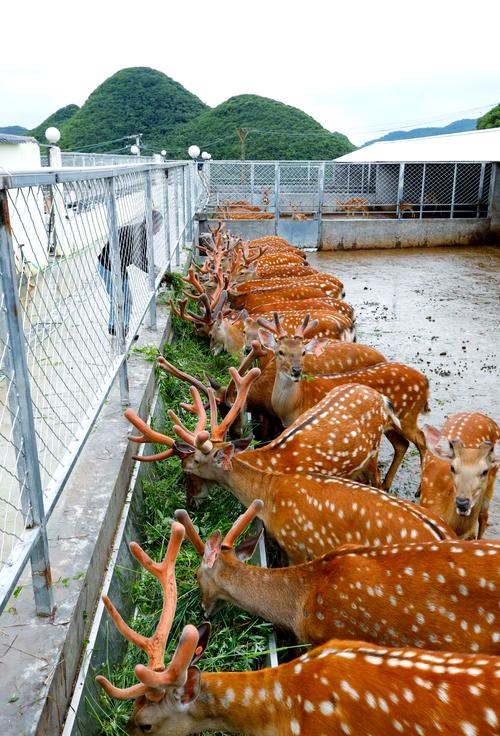 梅花鹿养殖视频里饲养方法有哪些要点？-第1张图片-宁夏农业信息网