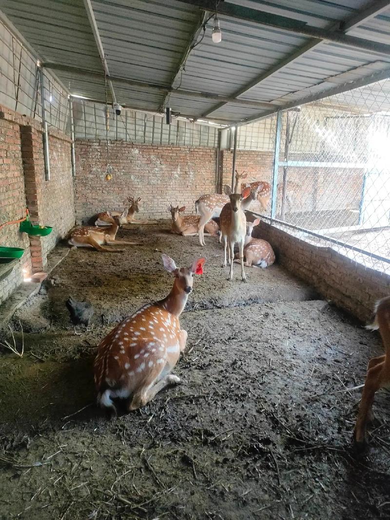 梅花鹿养殖视频里饲养方法有哪些要点？-第2张图片-宁夏农业信息网