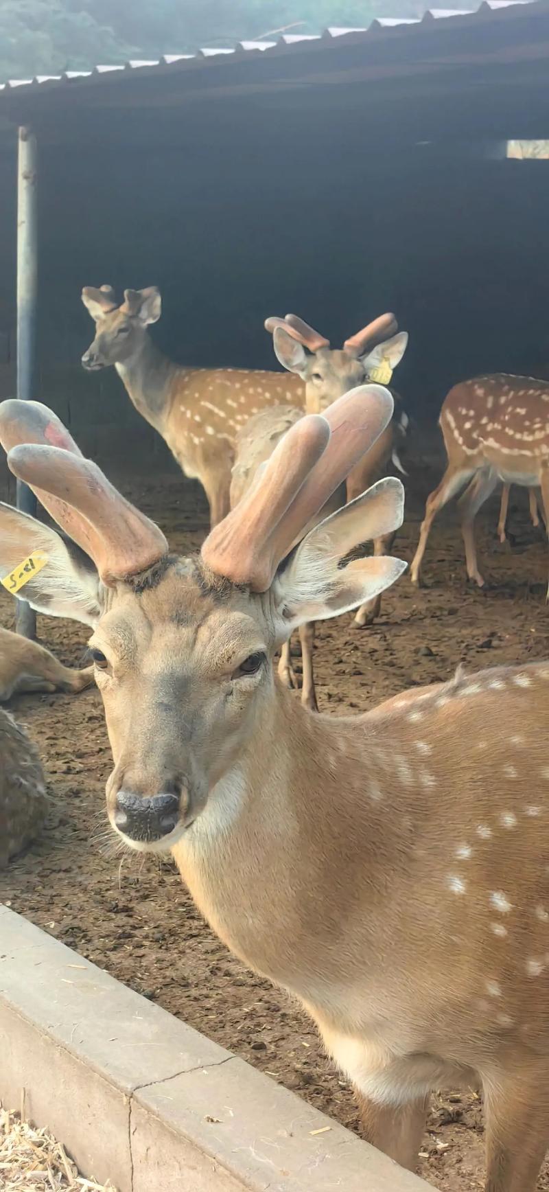 梅花鹿养殖视频里饲养方法有哪些要点？-第3张图片-宁夏农业信息网