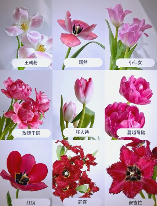 郁金香什么品种比较好看-第1张图片-宁夏农业信息网