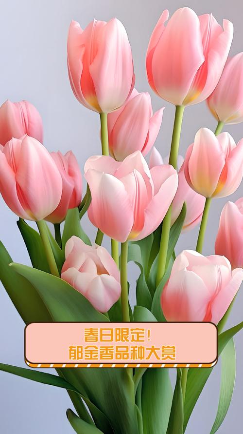 郁金香什么品种比较好看-第2张图片-宁夏农业信息网