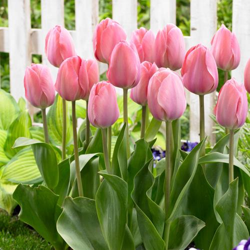 郁金香什么品种比较好看-第3张图片-宁夏农业信息网