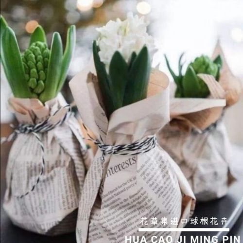 粉红色风信子是什么品种-第3张图片-宁夏农业信息网