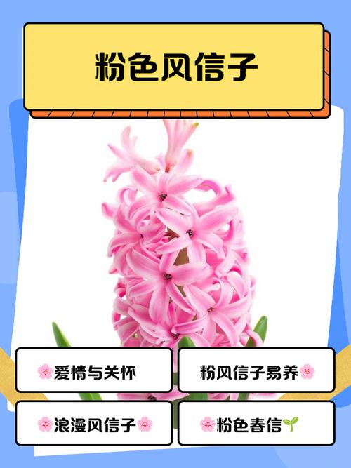 粉红色风信子是什么品种-第1张图片-宁夏农业信息网