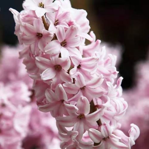 粉红色风信子是什么品种-第2张图片-宁夏农业信息网