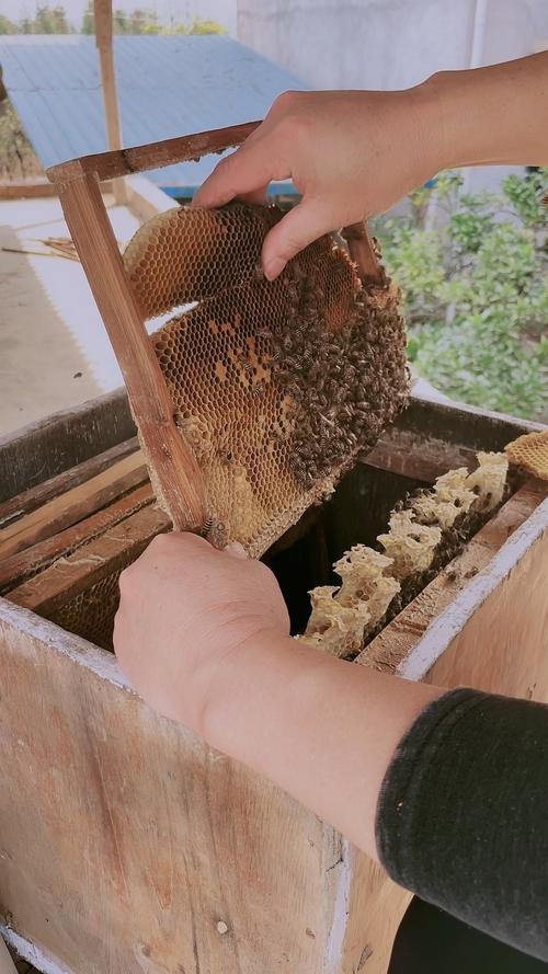 湖南蜜蜂春繁何时开始？方法有哪些要点？-第1张图片-宁夏农业信息网