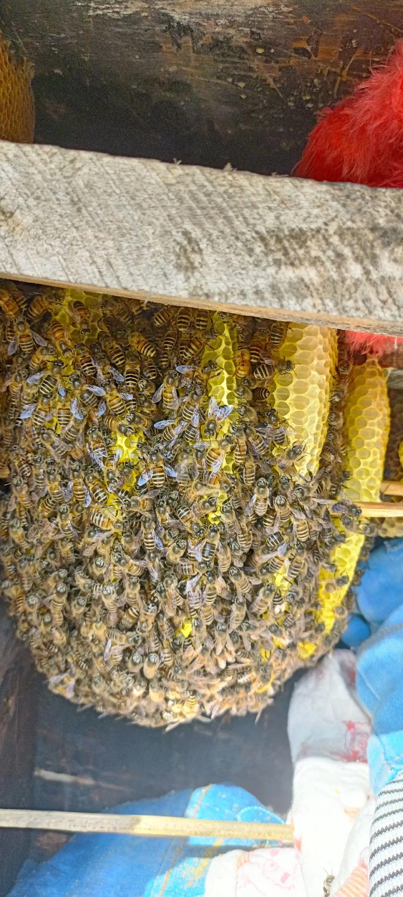 湖南蜜蜂春繁何时开始？方法有哪些要点？-第2张图片-宁夏农业信息网