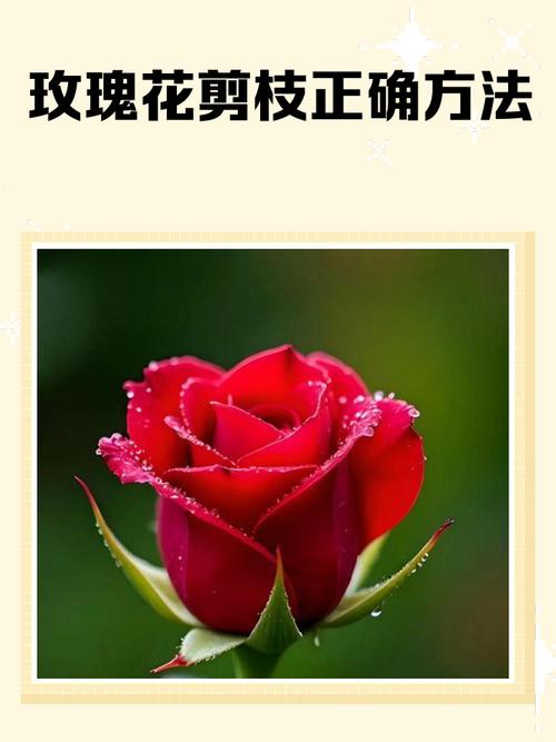 玫瑰花剪枝方法图片详解步骤是怎样的？-第2张图片-宁夏农业信息网