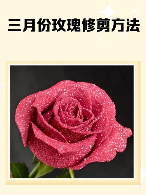 玫瑰花剪枝方法图片详解步骤是怎样的？-第3张图片-宁夏农业信息网