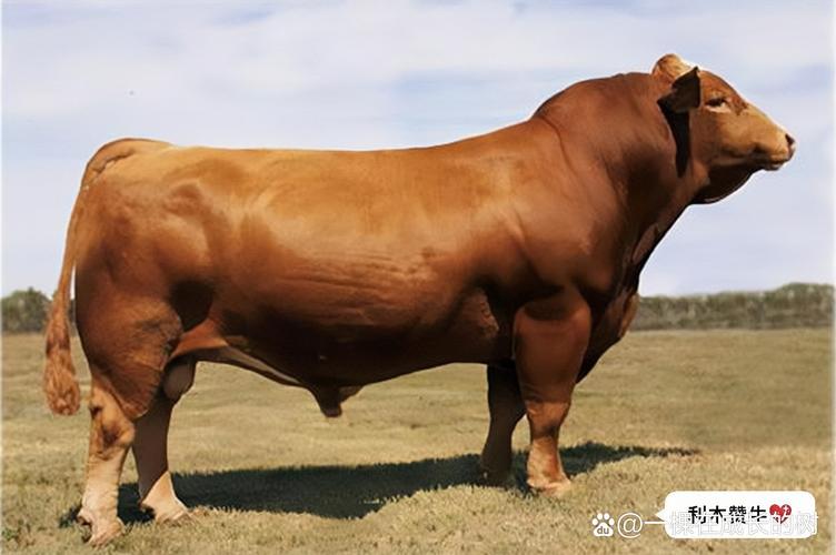 10个月性成熟牛品种有哪些？-第1张图片-宁夏农业信息网