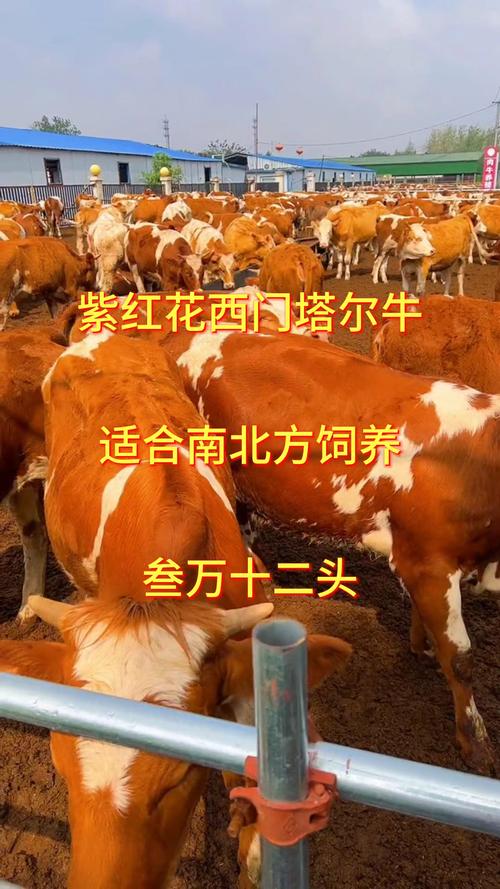 10个月性成熟牛品种有哪些？-第3张图片-宁夏农业信息网