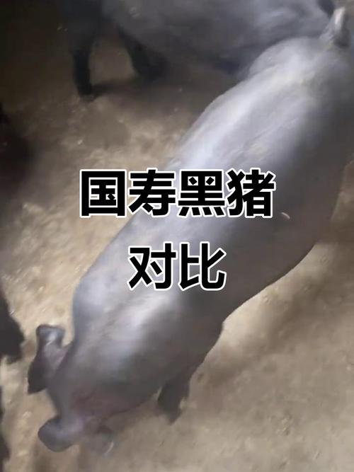大黑猪是哪些品种杂交培育而成的？-第3张图片-宁夏农业信息网
