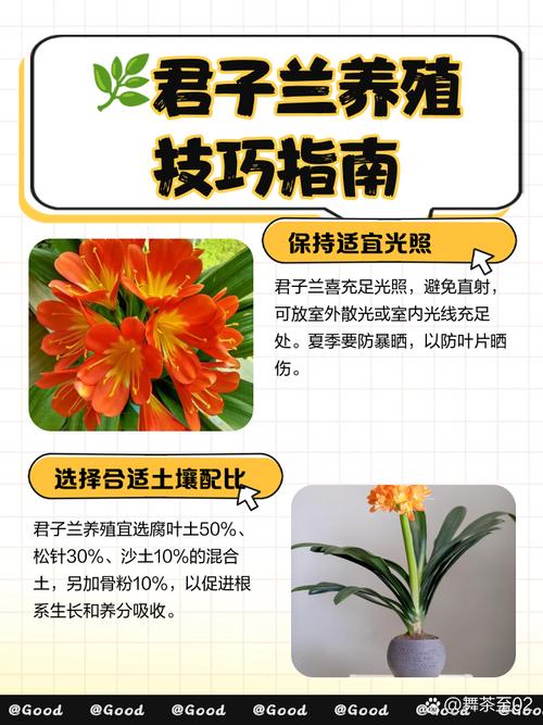 君子兰怎么养才能叶绿花繁？-第2张图片-宁夏农业信息网