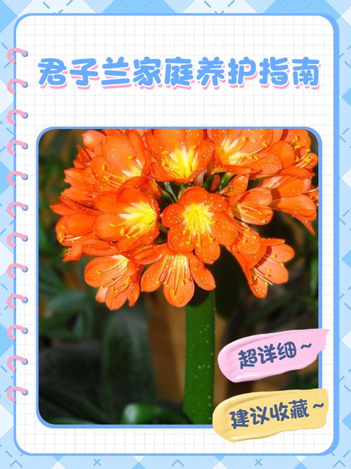 君子兰怎么养才能叶绿花繁？-第3张图片-宁夏农业信息网